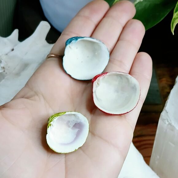 3 Piece Assorted Seashells, Craft Supplies, Nautical Florida Shells OOAK - Picture 4 of 4
